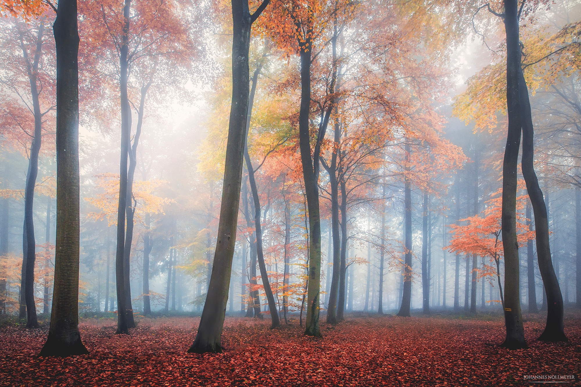 Nature Forest HD Wallpaper by Johannes Nollmeyer