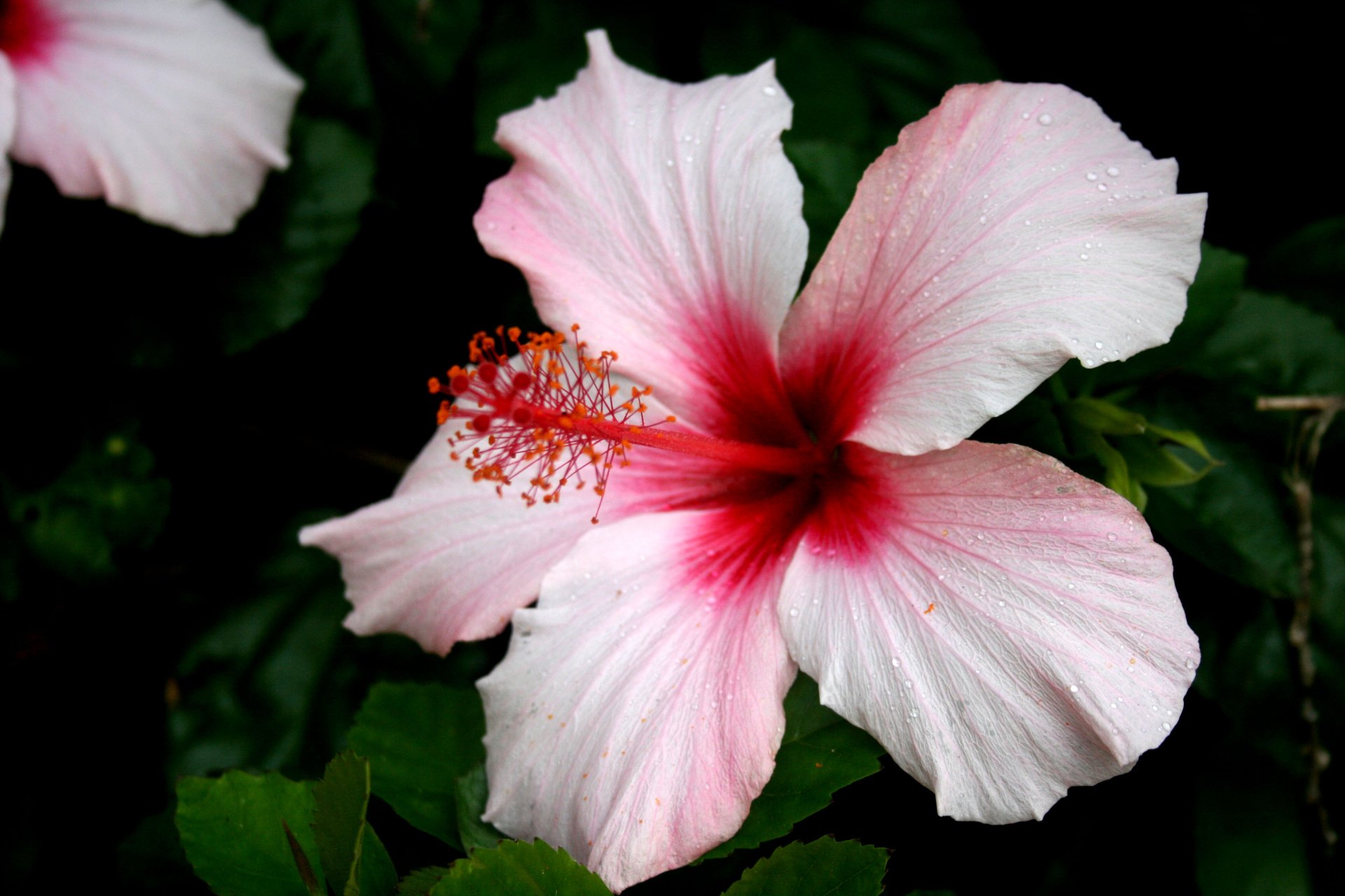 Download Pink Flower Close-up Flower Nature Hibiscus 4k Ultra HD Wallpaper