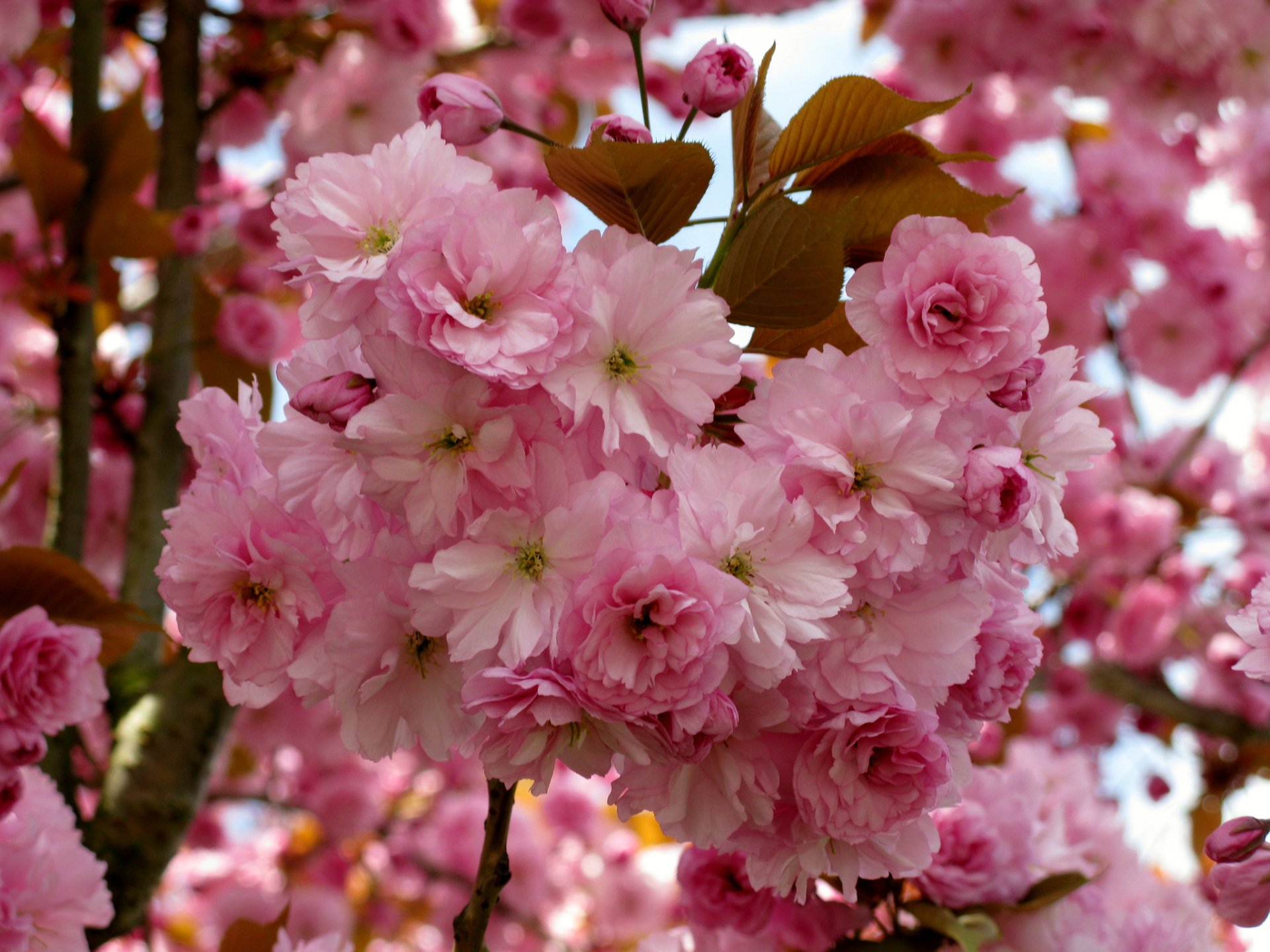 Pink Blossoms