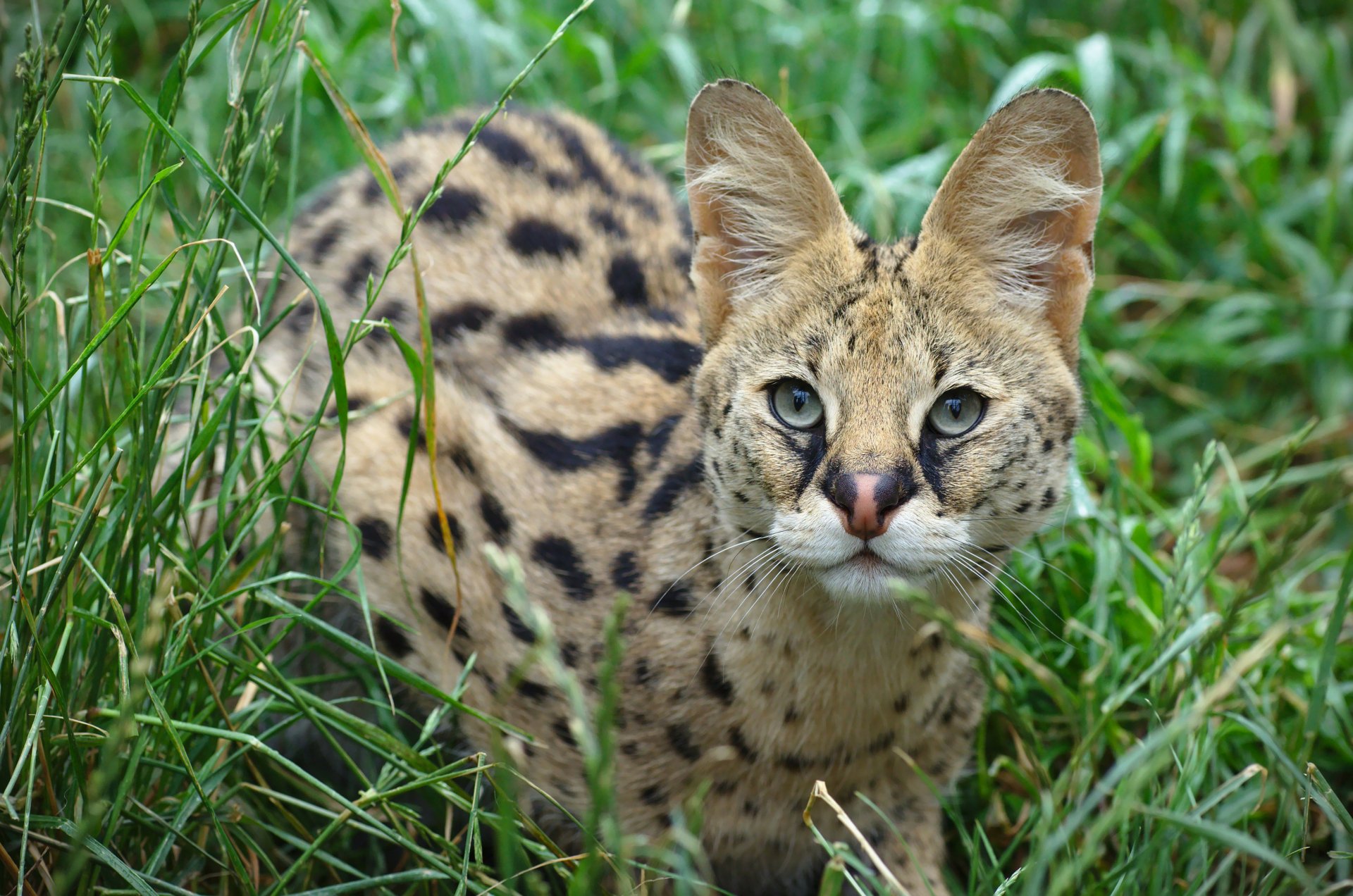 Download Grass Animal Serval 4k Ultra HD Wallpaper