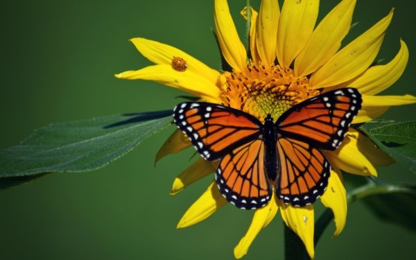 Animal Butterfly Ladybug Insect Flower Yellow Flower HD Wallpaper | Background Image