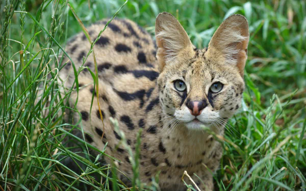 A serval with striking spotted fur crouches alert in lush green grass, captured in sharp detail for a 4K Ultra HD PC desktop wallpaper.