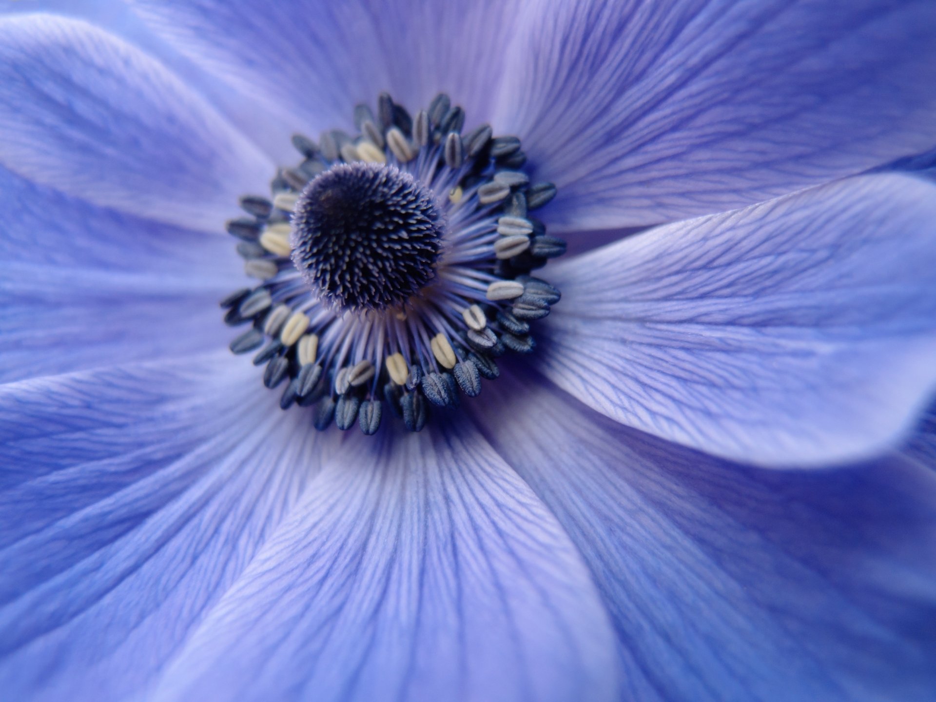 Download Macro Blue Flower Nature Flower HD Wallpaper