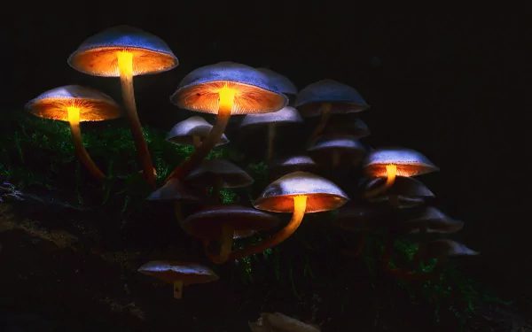 HD desktop wallpaper featuring glowing mushrooms illuminating a dark night in a natural forest setting.