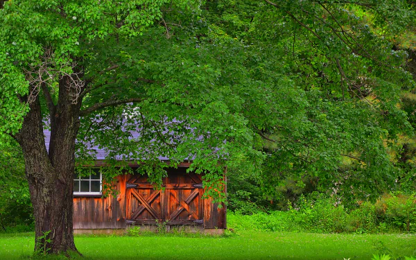  Shed in Green Field