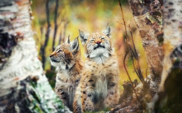 Animal Lynx Cats Cub Baby Animal HD Wallpaper | Background Image