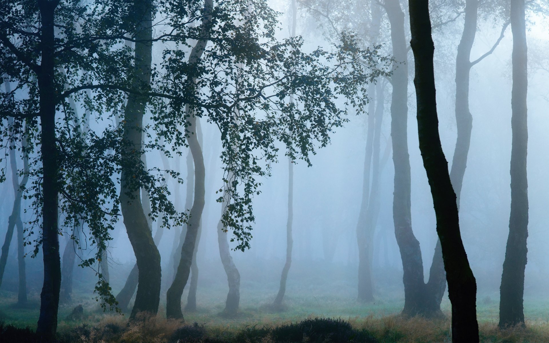 Foglit Forest — 4K Ultra HD Nature Wallpaper | 4200x2625 | Wallpaper Abyss