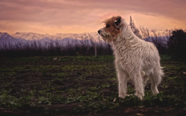 dog Animal terrier HD Desktop Wallpaper | Background Image