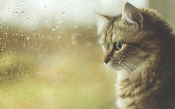 Animal Cat Cats Raindrops HD Wallpaper | Background Image