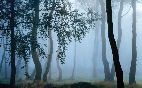 Nature Fog Tree HD Wallpaper | Background Image