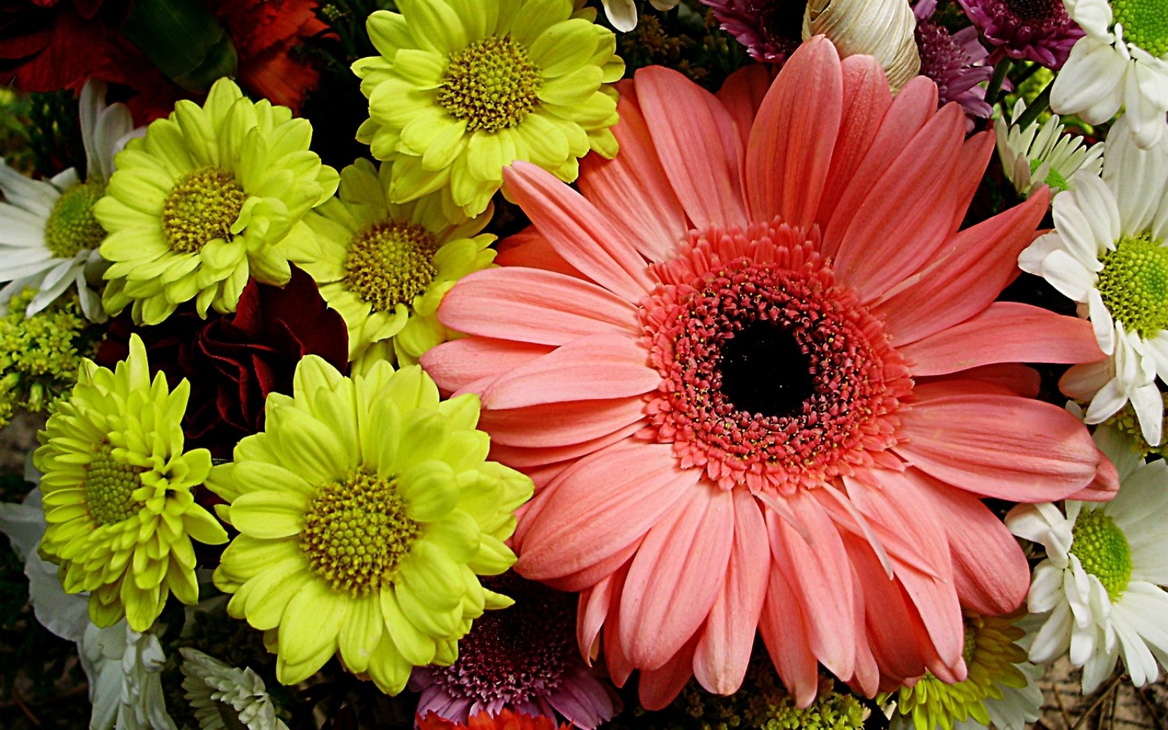 Download Colorful Colors Flower Nature Gerbera Wallpaper