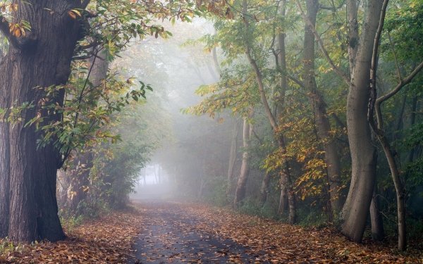 Man Made Road Nature Fall Tree Fog HD Wallpaper | Background Image