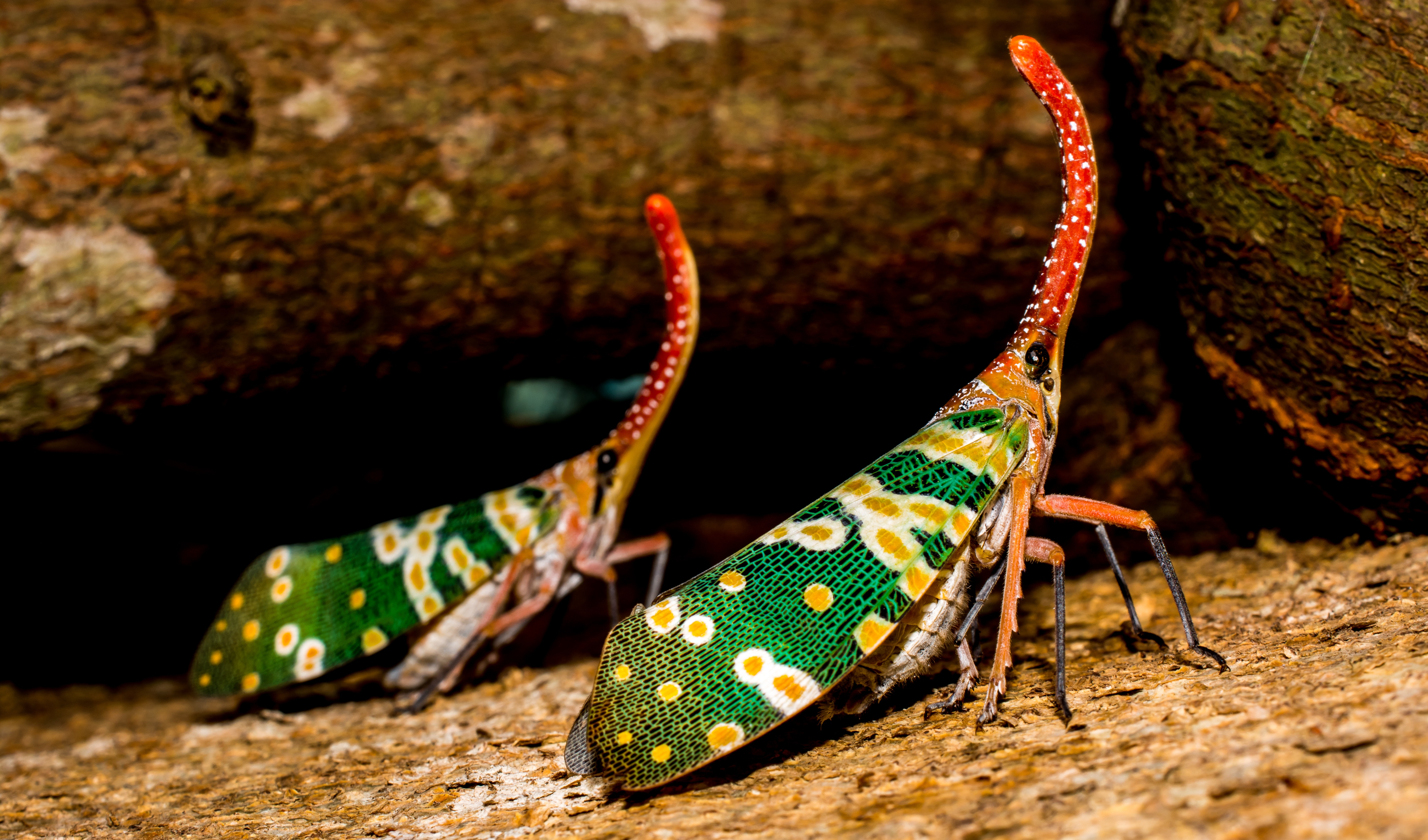 Leafhopper 高清壁纸, 桌面背景