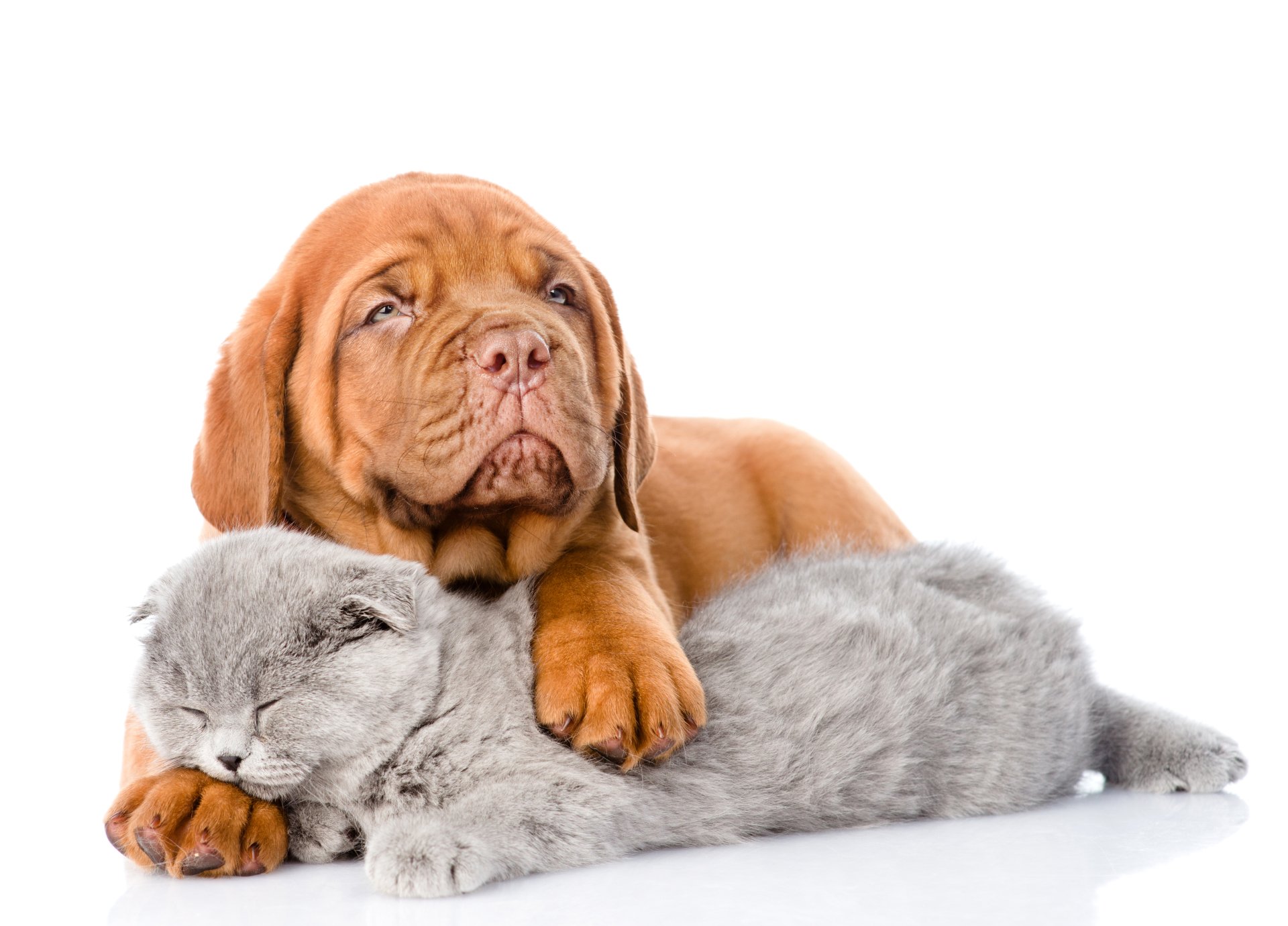5K Ultra HD PC wallpaper: a Dogue de Bordeaux puppy rests its muzzle and paw on a sleeping gray cat, cozy animal companions on a white background.