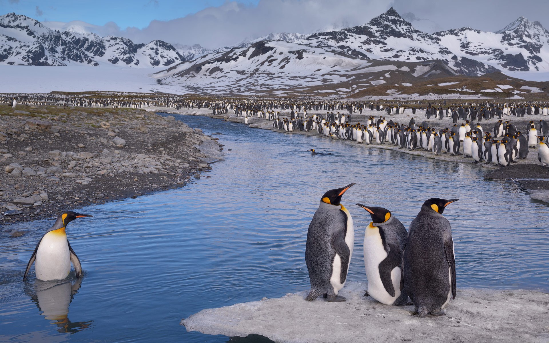 HD desktop wallpaper featuring a king penguin colony by a river with snow-covered mountains in the background, showcasing vibrant bird and animal life in their natural habitat.