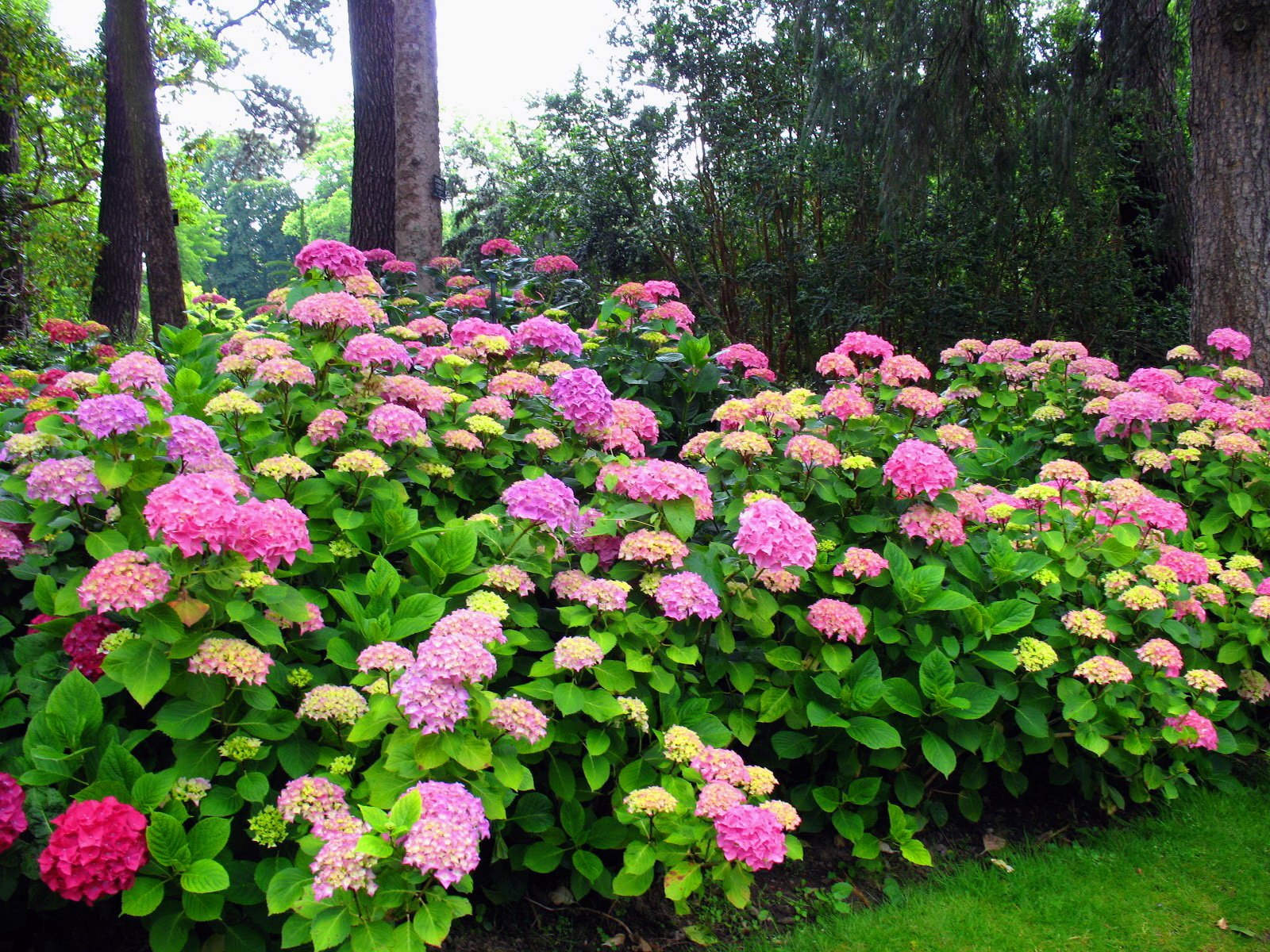 Download Pink Flower Tree Park Flower Nature Hydrangea Wallpaper