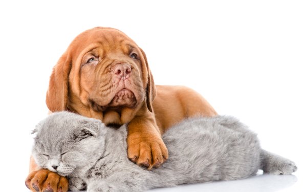 Animal Cat & Dog Dogue de Bordeaux Dog Cat Sleeping Muzzle HD Wallpaper | Background Image