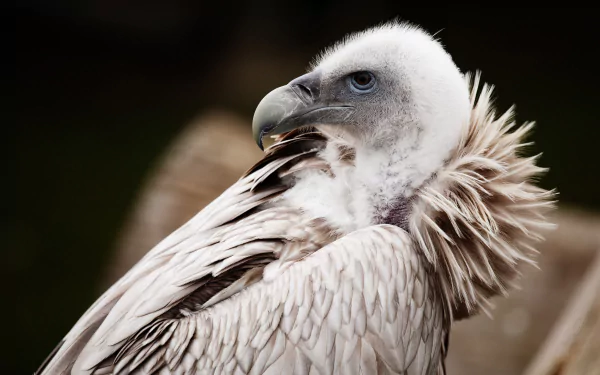 bird Animal vulture HD Desktop Wallpaper | Background Image