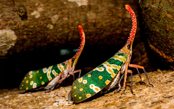 insect leafhopper Animal Planthopper HD Desktop Wallpaper | Background Image