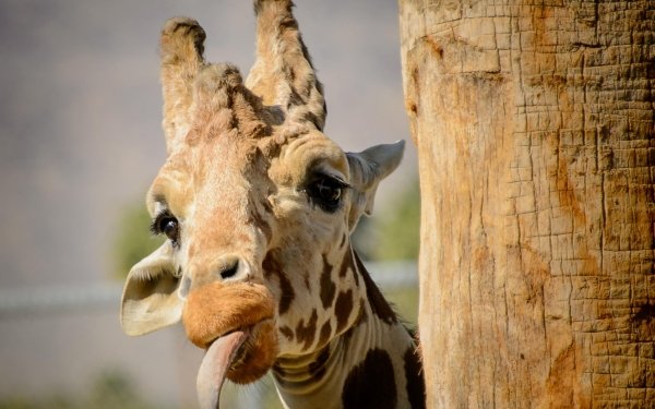 Animal Giraffe HD Wallpaper | Background Image