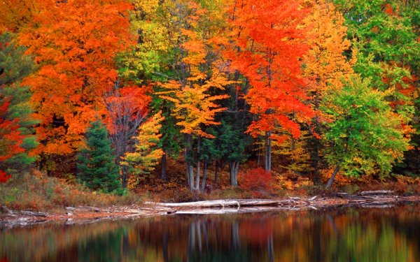 Nature Lake Lakes Tree Fall Forest HD Wallpaper | Background Image