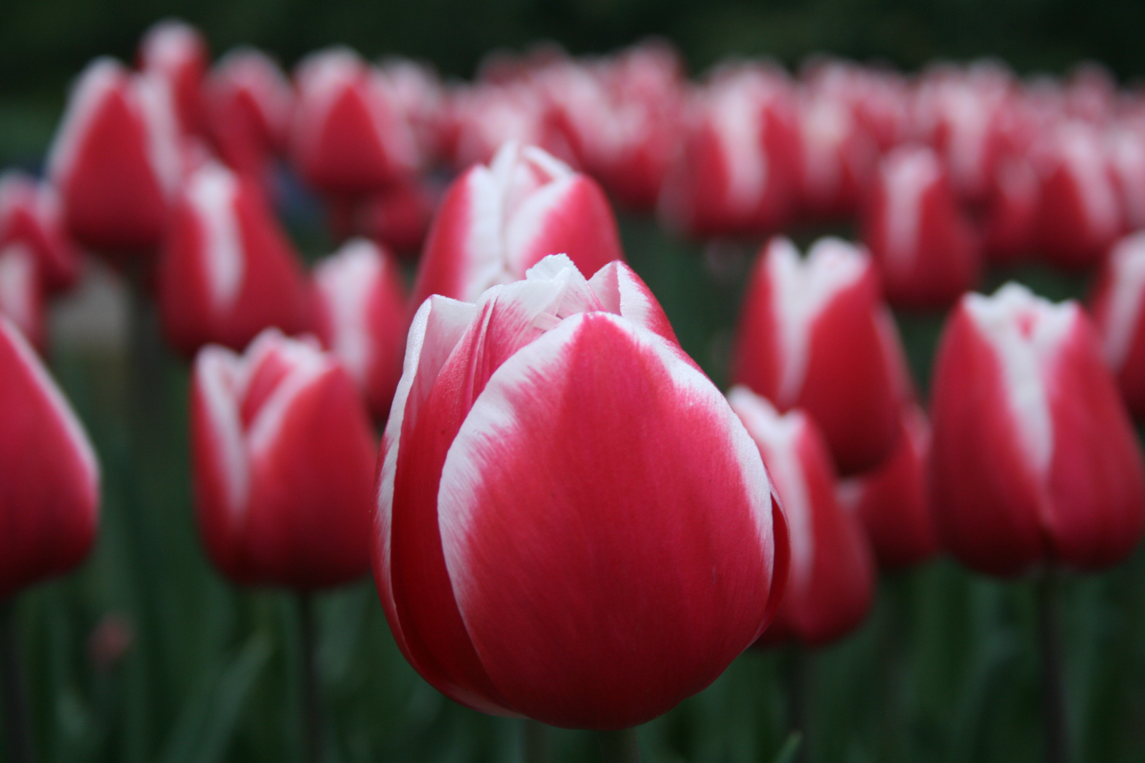 Download Red Flower Nature Blur Flower Tulip 4k Ultra HD Wallpaper