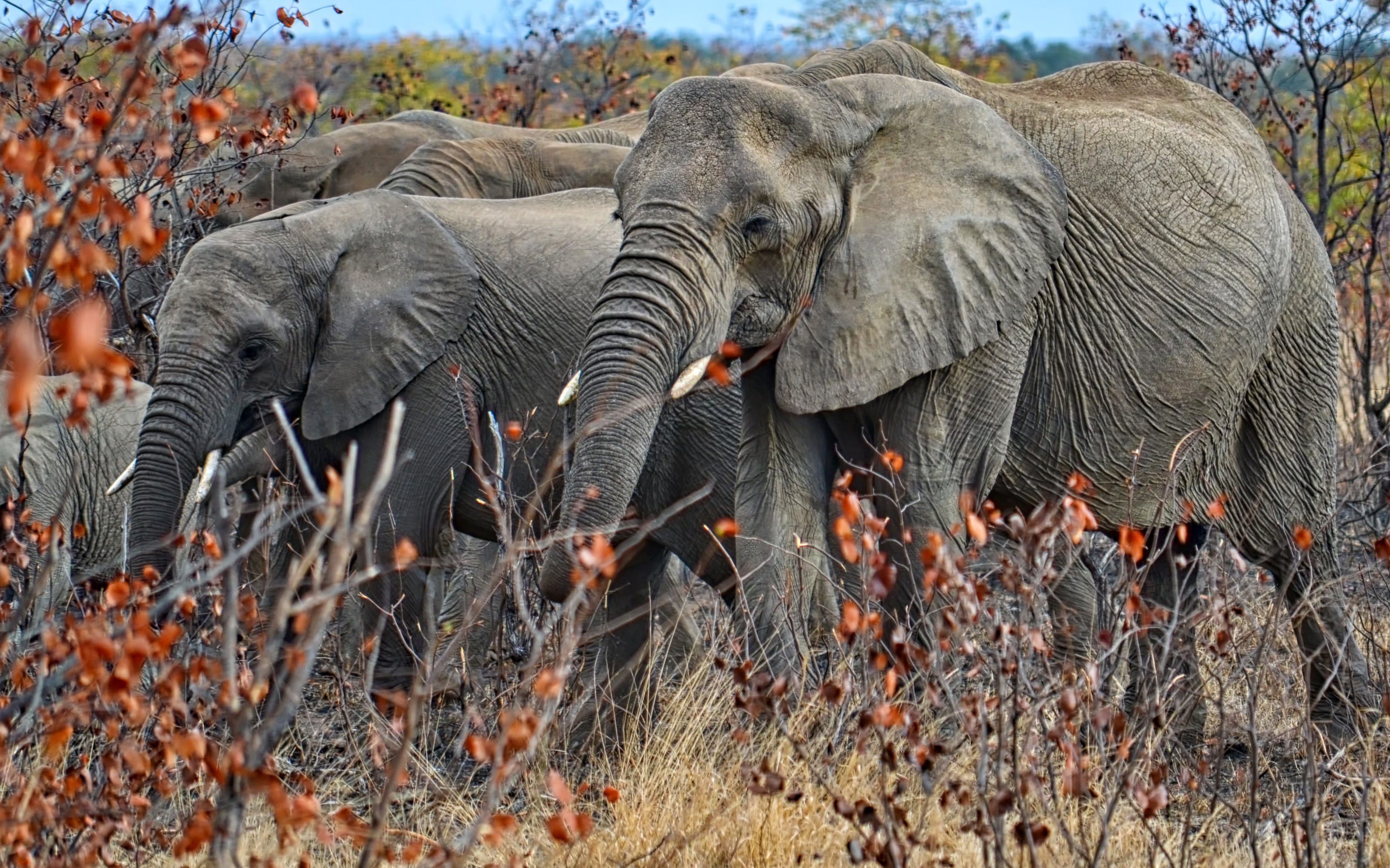 Animal African bush elephant HD Wallpaper