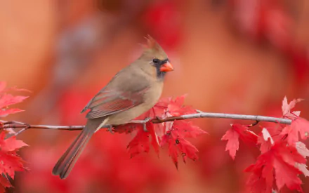  Female Northern Cardinal