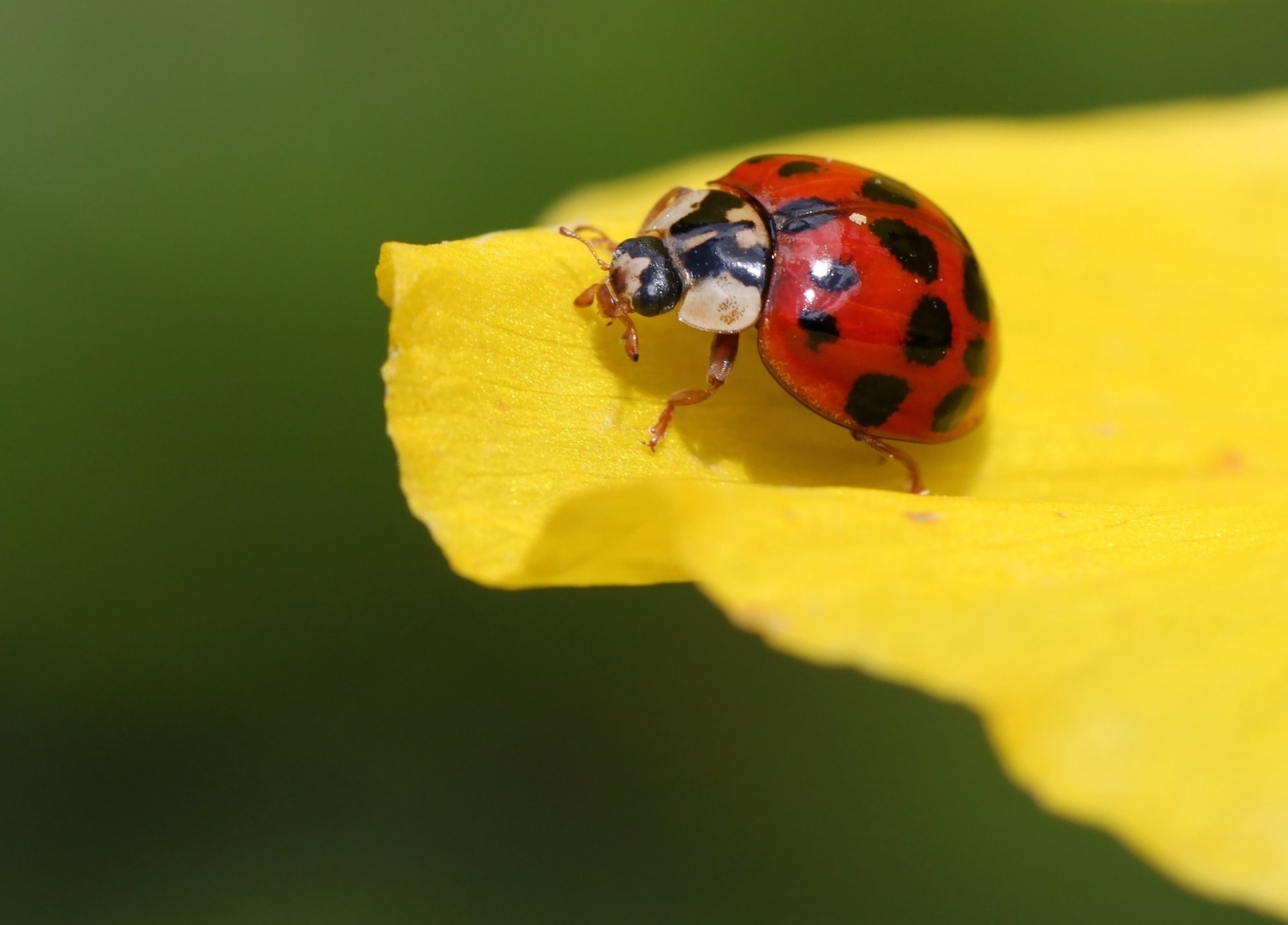 Download Macro Insect Animal Ladybug HD Wallpaper