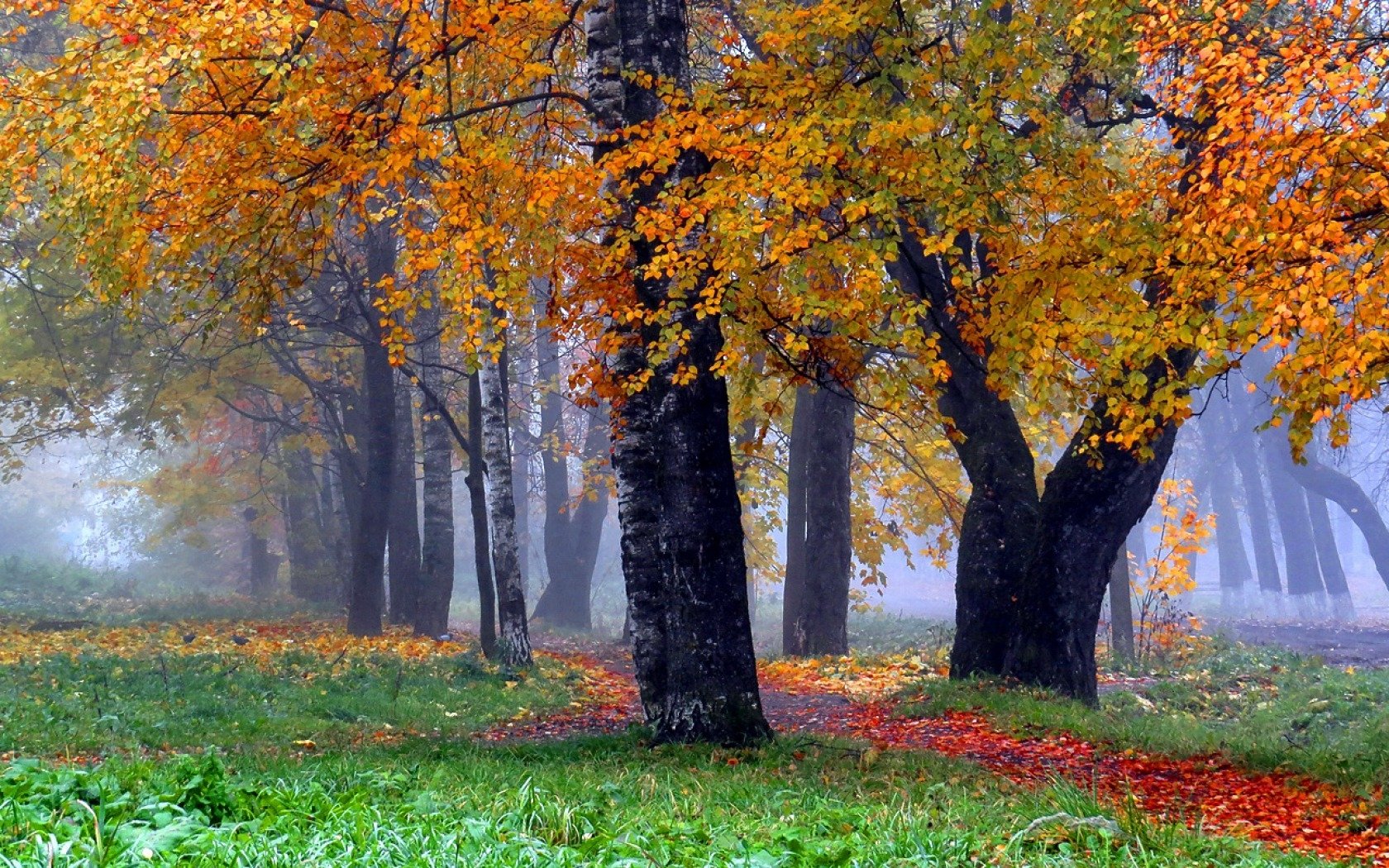 Autumn Trees Wallpaper and Background Image | 1680x1050