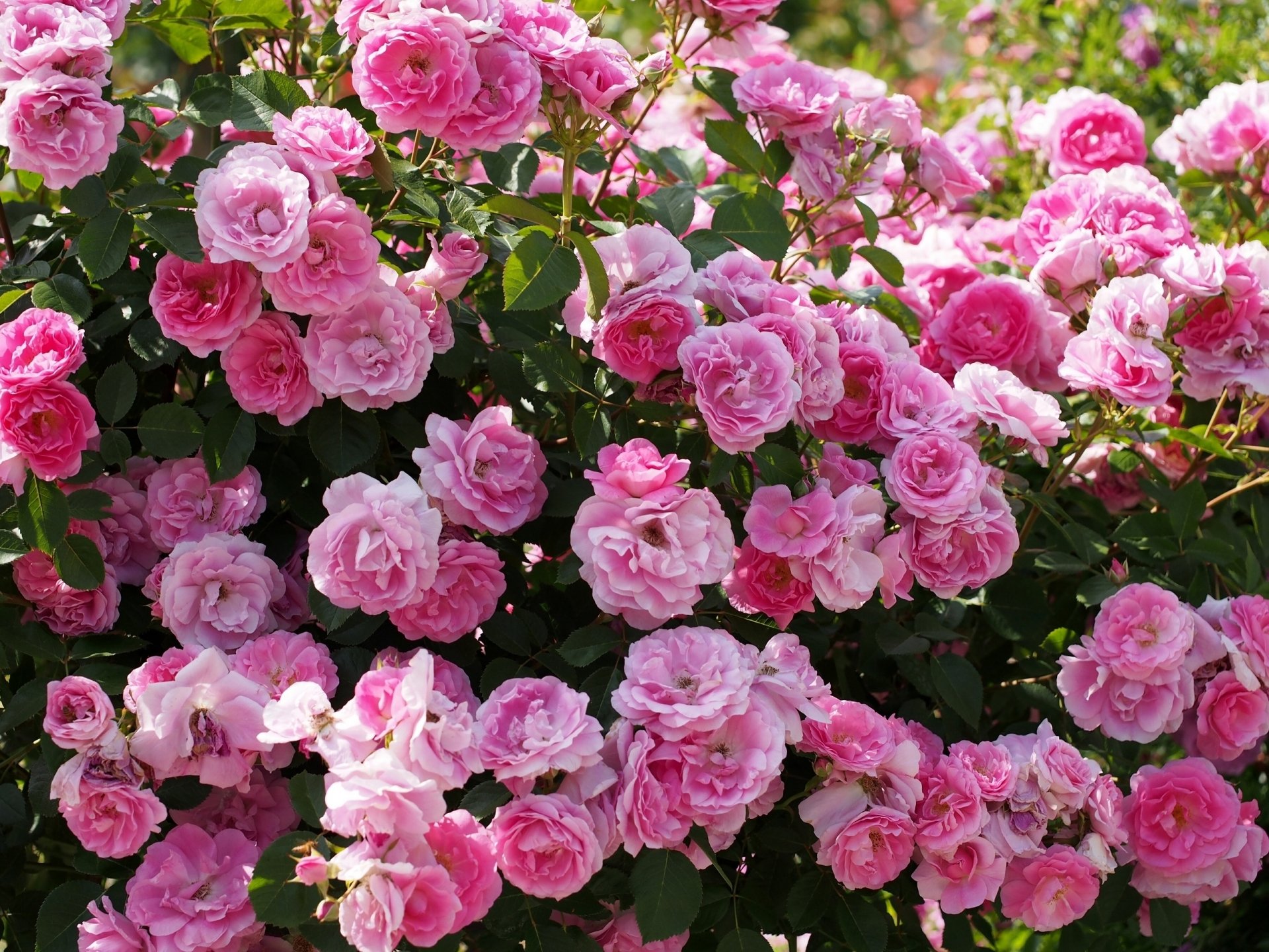 Download Pink Flower Pink Rose Rose Flower Nature Rose Bush HD Wallpaper