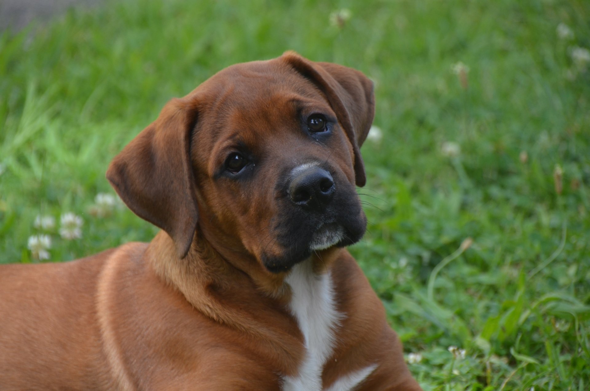 HD desktop wallpaper featuring a baby Boxer dog puppy with a soft muzzle, resting on green grass in a natural outdoor setting.