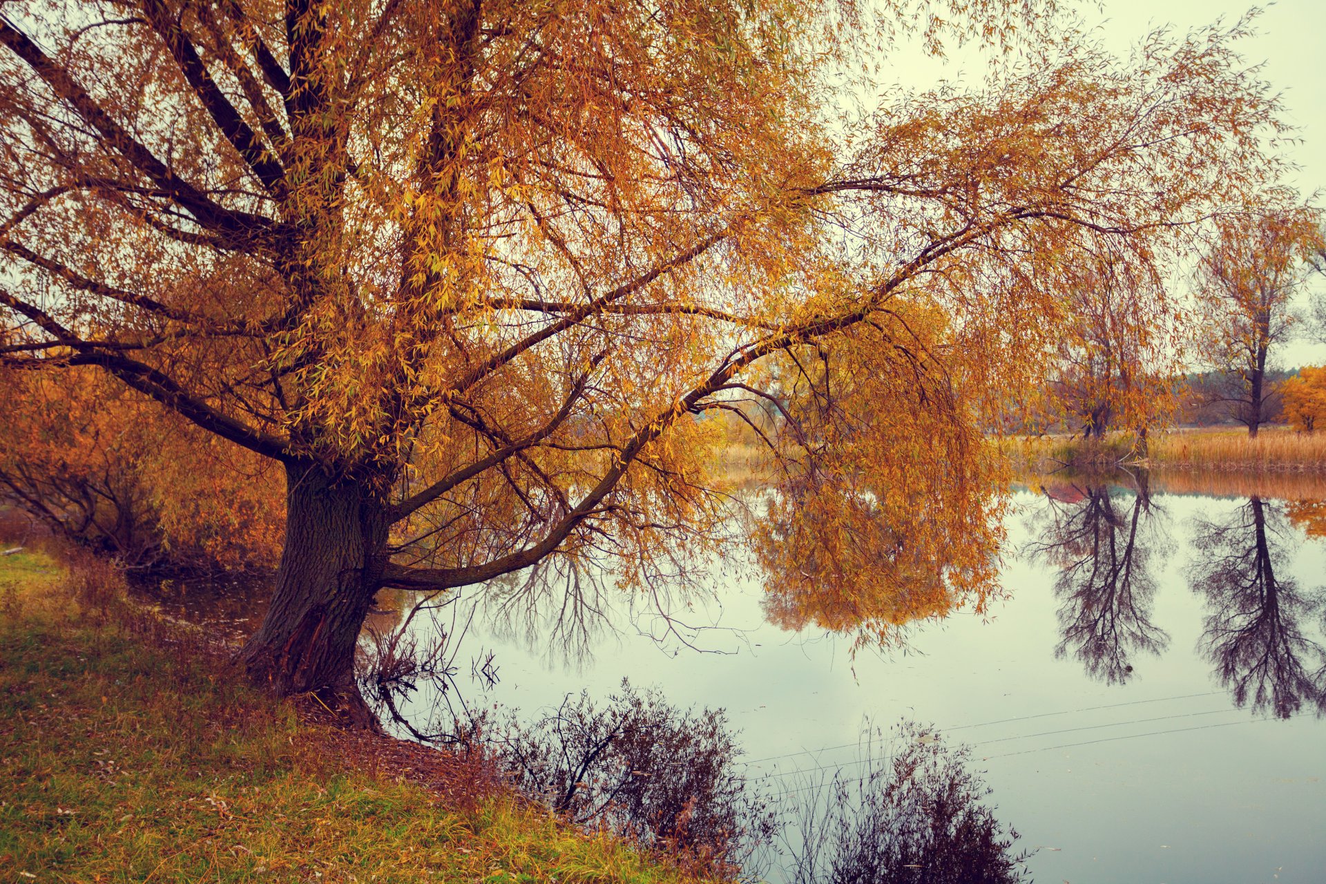 Download Reflection Tree Fall Nature Lake 4k Ultra HD Wallpaper ...