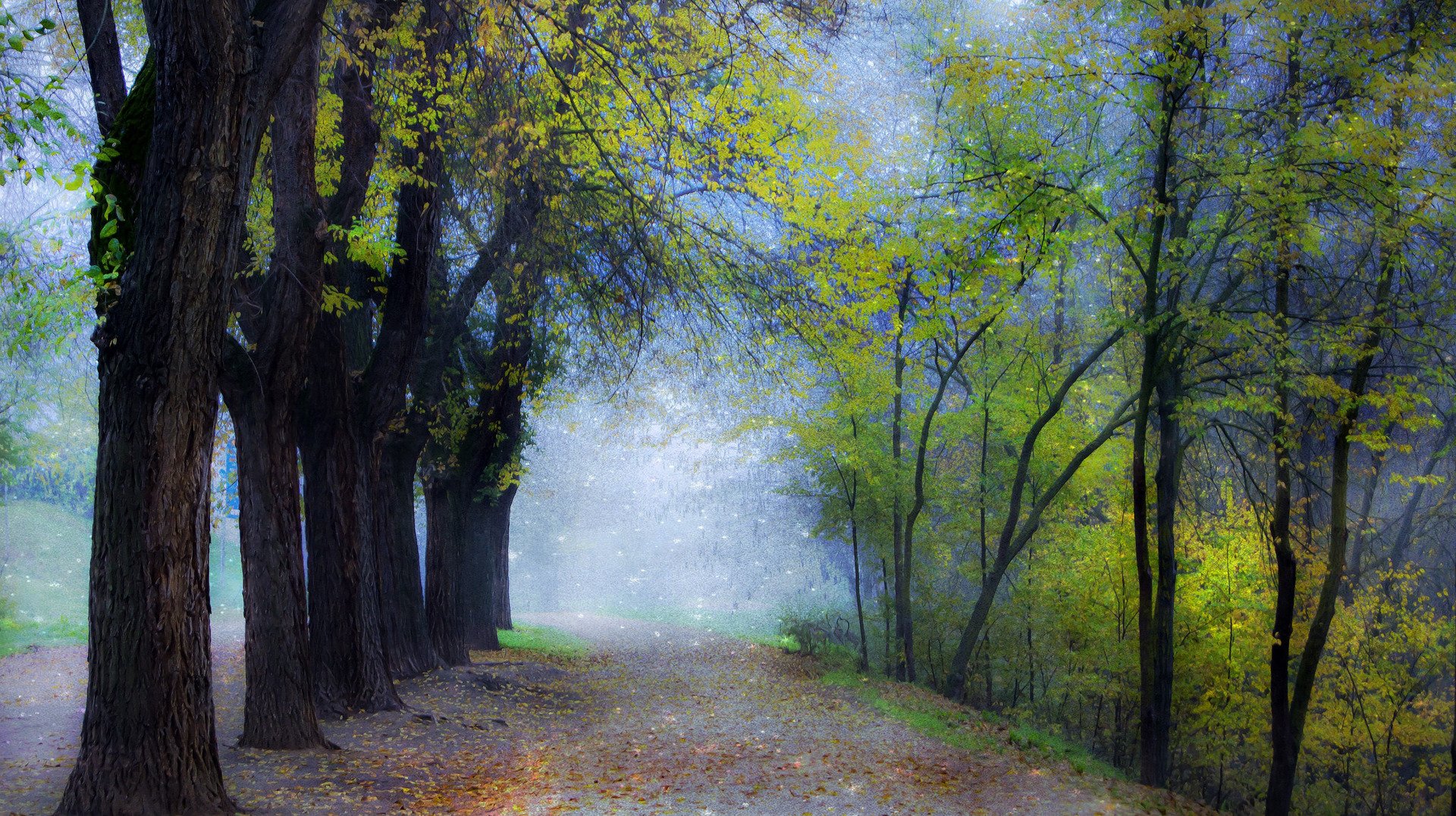 Misty Forest Road