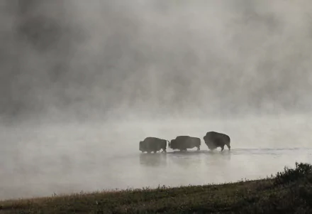 Silhouettes of three American bison standing in a foggy river at Yellowstone National Park, creating a serene and misty natural scene.