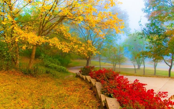 Photography Park Fall Path Tree Fog HD Wallpaper | Background Image