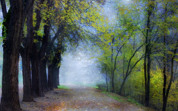 Man Made Road Tree Green Fog HD Wallpaper | Background Image