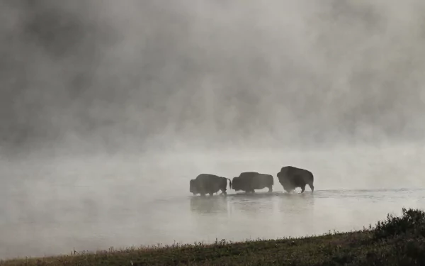Silhouettes of three American bison standing in a foggy river at Yellowstone National Park, creating a serene and misty natural scene.