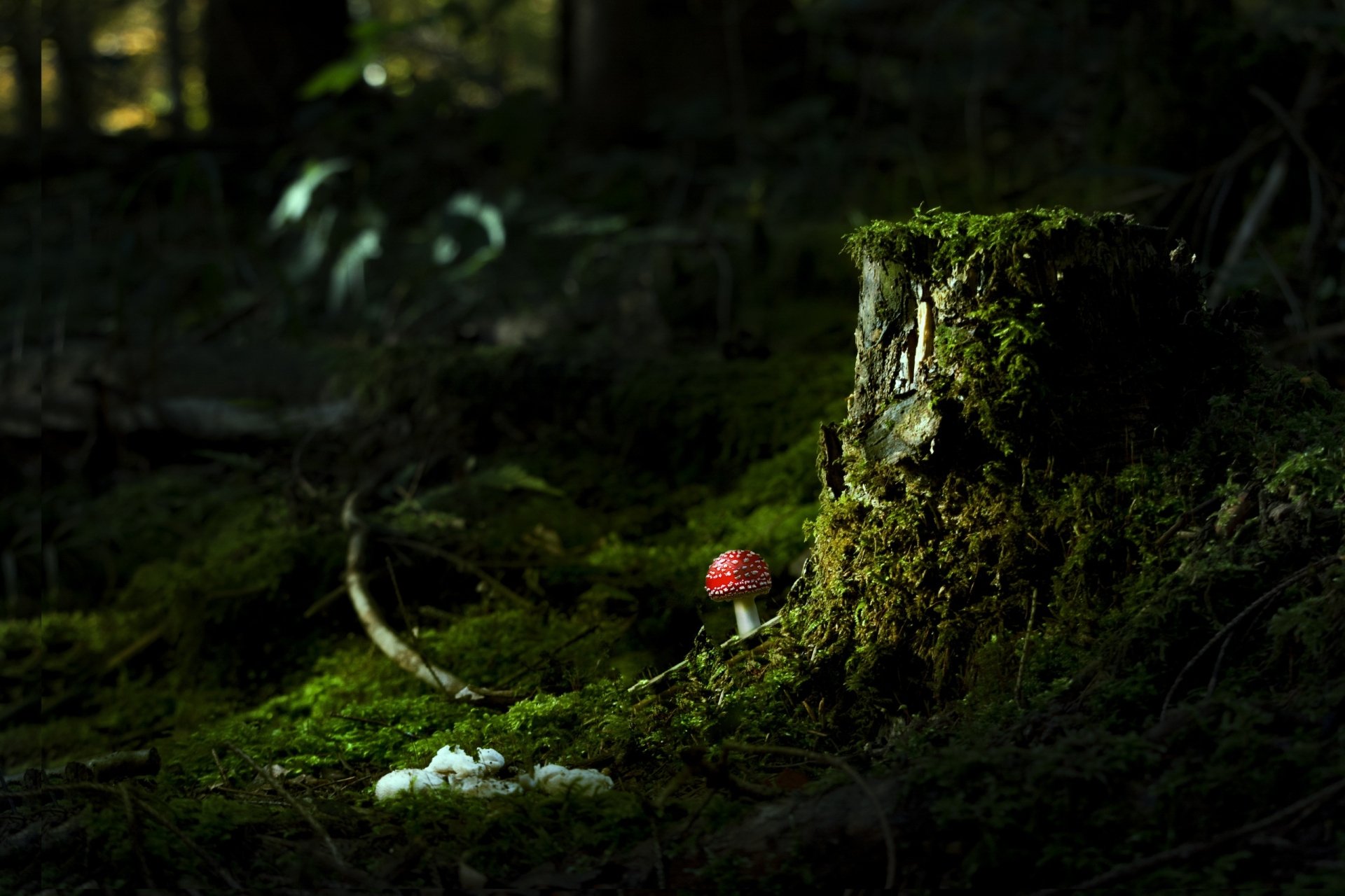 HD nature desktop wallpaper showing a moss-covered tree stump with a red mushroom and a cluster of white mushrooms in a dark forest setting.