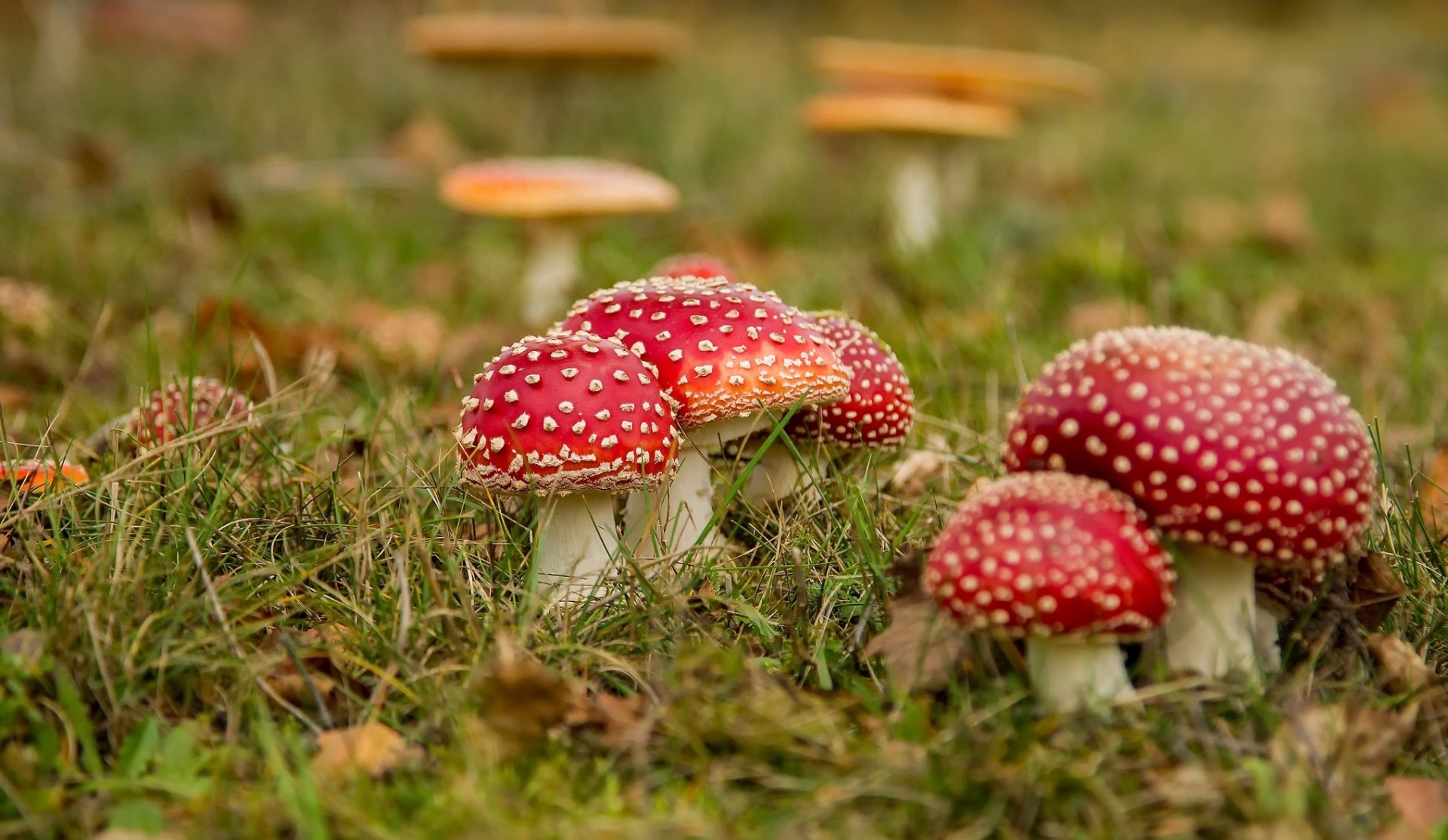 Download Close-up Grass Fall Nature Mushroom HD Wallpaper