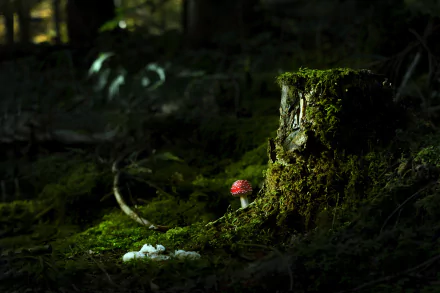 HD nature desktop wallpaper showing a moss-covered tree stump with a red mushroom and a cluster of white mushrooms in a dark forest setting.