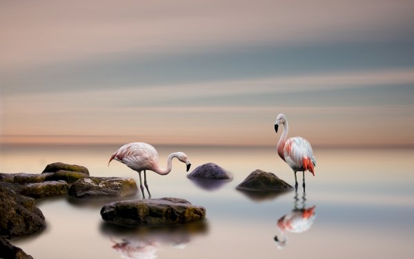 Animal Flamingo Birds Flamingos Bird Reflection Horizon HD Wallpaper | Background Image