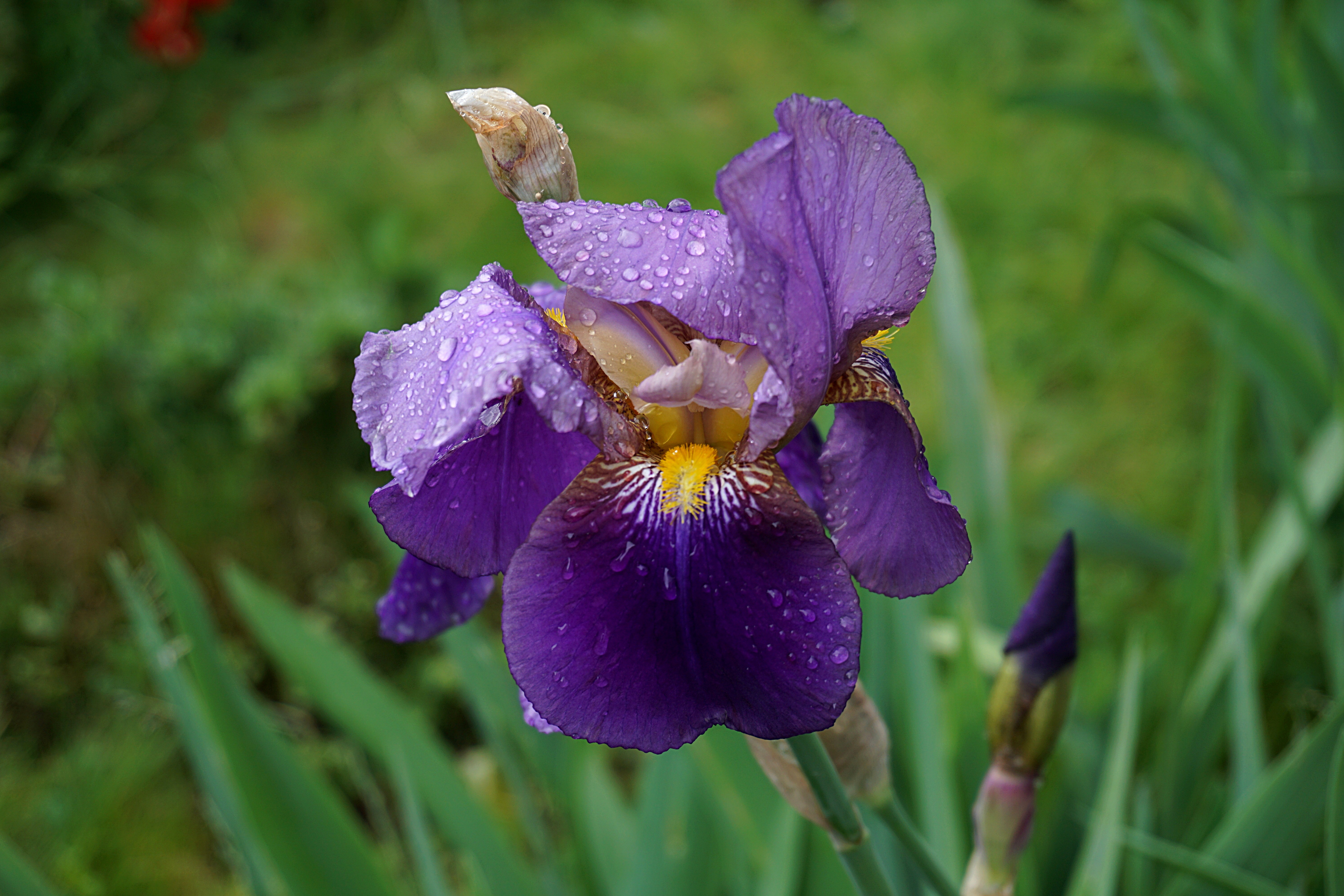 Nature Iris HD Wallpaper | Background Image