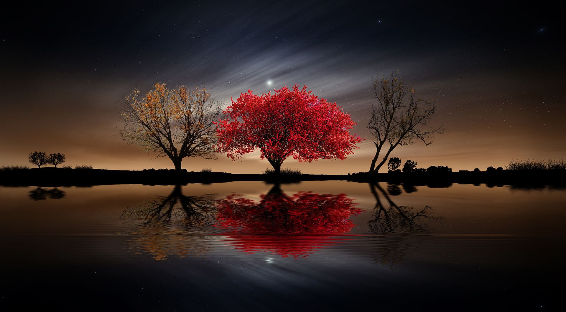 Wallpaper Red Tree Tree Branch Red Water Background  Download Free  Image