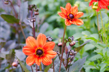 orange flower nature flower HD Desktop Wallpaper | Background Image