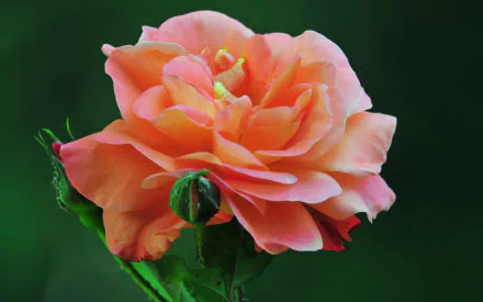  Pink Rose