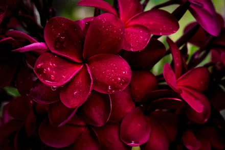  Red Plumeria