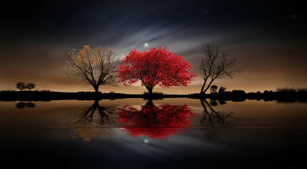 HD desktop wallpaper featuring a vibrant red tree reflected on calm water under a glowing moonlit night sky, framed by two bare trees in a serene natural setting.