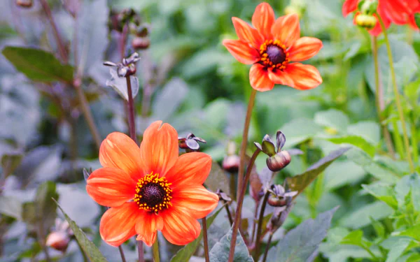 orange flower nature flower HD Desktop Wallpaper | Background Image