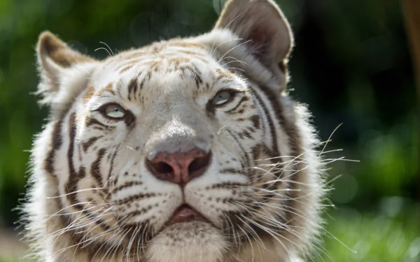 Close-up of a majestic white tiger gazing into the distance. This HD wallpaper and background showcases the intricate details of the tiger's fur and piercing eyes.